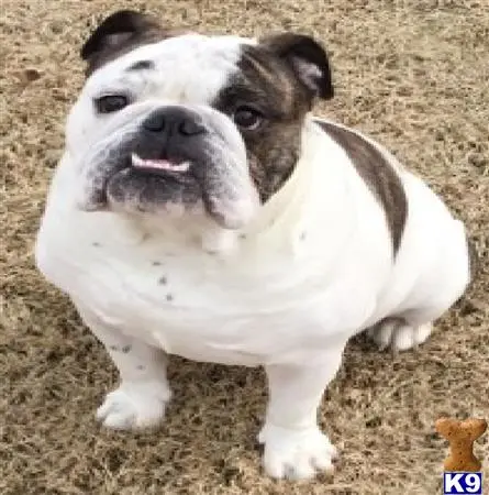 English Bulldog stud dog