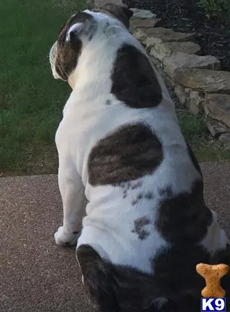 English Bulldog stud dog