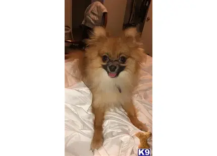 Pomeranian