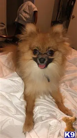 Pomeranian stud dog