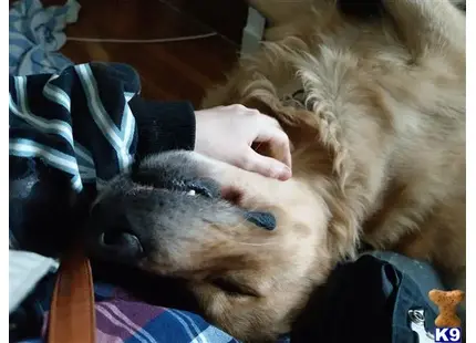 Golden Retriever stud dog: a golden retriever dog lying on a person