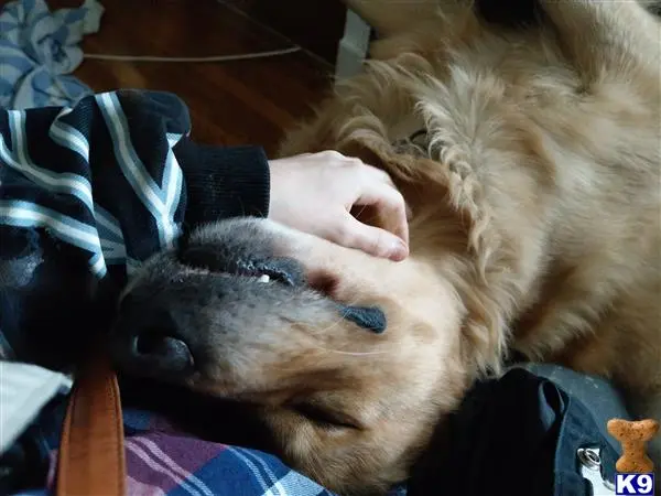 Golden Retriever stud dog: a golden retriever dog lying on a person
