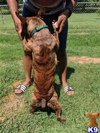 Border Terrier stud dog