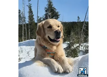 a golden retriever dog sitting in the snow