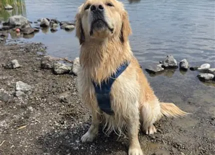 a golden retriever dog sitting on a rocky shore
