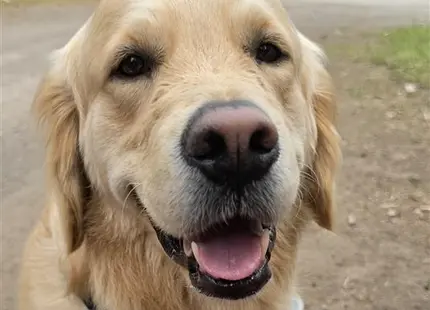 Golden Retriever stud dog: a golden retriever dog with its mouth open