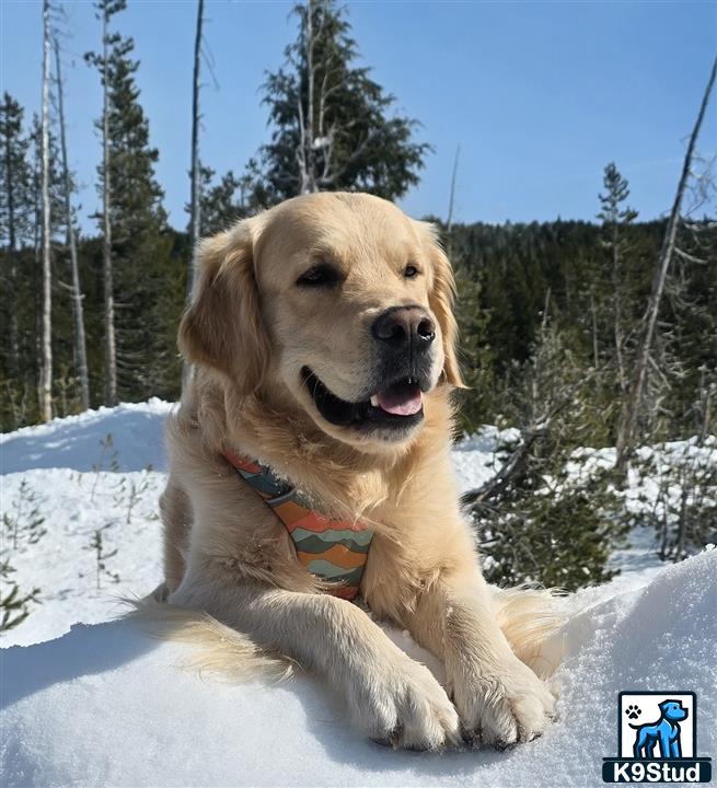 a golden retriever dog sitting in the snow