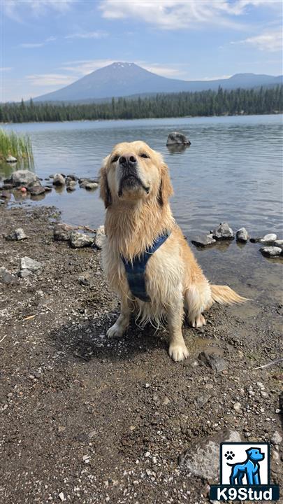 a golden retriever dog sitting on a rocky shore