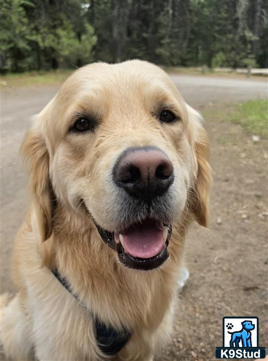 a golden retriever dog with its mouth open
