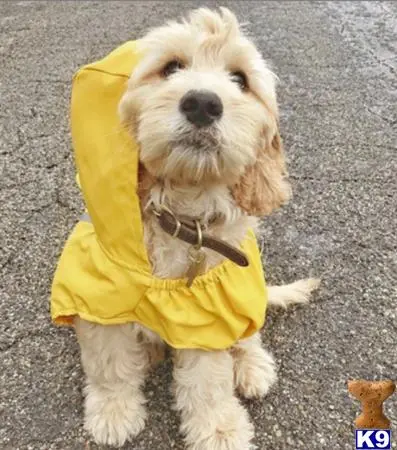 Goldendoodles stud dog