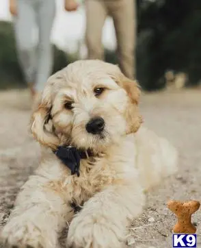 Goldendoodles stud dog