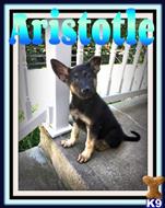 german shepherd puppy posted by thatdoggy