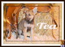 german shepherd puppy posted by thatdoggy