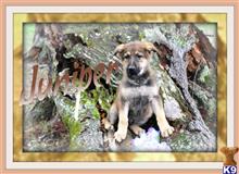 german shepherd puppy posted by thatdoggy