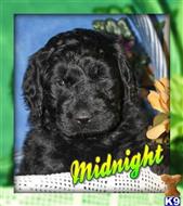 goldendoodles puppy posted by thatdoggy