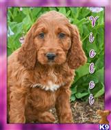 goldendoodles puppy posted by thatdoggy