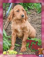 goldendoodles puppy posted by thatdoggy