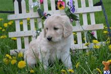 goldendoodles puppy posted by thatdoggy