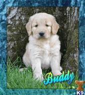 goldendoodles puppy posted by thatdoggy