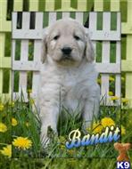 goldendoodles puppy posted by thatdoggy