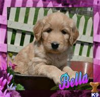 goldendoodles puppy posted by thatdoggy