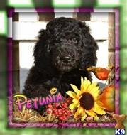 labradoodle puppy posted by thatdoggy