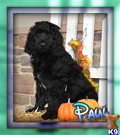 labradoodle puppy posted by thatdoggy
