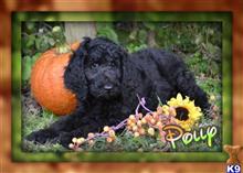 labradoodle puppy posted by thatdoggy