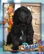 labradoodle puppy posted by thatdoggy