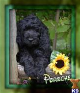 Porsche Female Labradoodle F1b available Labradoodle puppy located in Canton