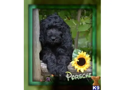 a labradoodle dog sitting in a window