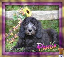labradoodle puppy posted by thatdoggy