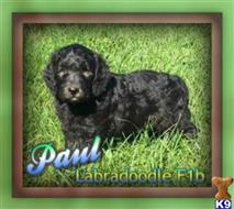 labradoodle puppy posted by thatdoggy