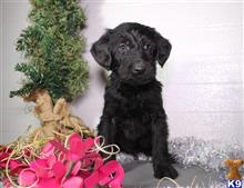 labradoodle puppy posted by thatdoggy