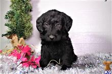 labradoodle puppy posted by thatdoggy