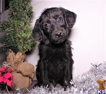 labradoodle puppy posted by thatdoggy