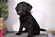 labradoodle puppy posted by thatdoggy
