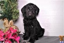 labradoodle puppy posted by thatdoggy