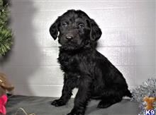 labradoodle puppy posted by thatdoggy