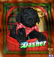 labradoodle puppy posted by thatdoggy