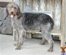 labradoodle puppy posted by thatdoggy