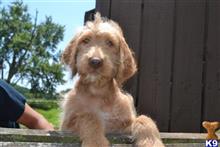 labradoodle puppy posted by thatdoggy