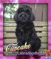 labradoodle puppy posted by thatdoggy