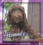 labradoodle puppy posted by thatdoggy