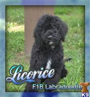 labradoodle puppy posted by thatdoggy