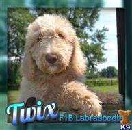 labradoodle puppy posted by thatdoggy