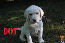 labrador retriever puppy posted by thatdoggy