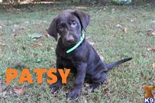 labrador retriever puppy posted by thatdoggy