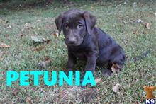 labrador retriever puppy posted by thatdoggy