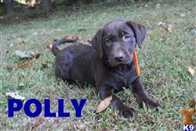 labrador retriever puppy posted by thatdoggy